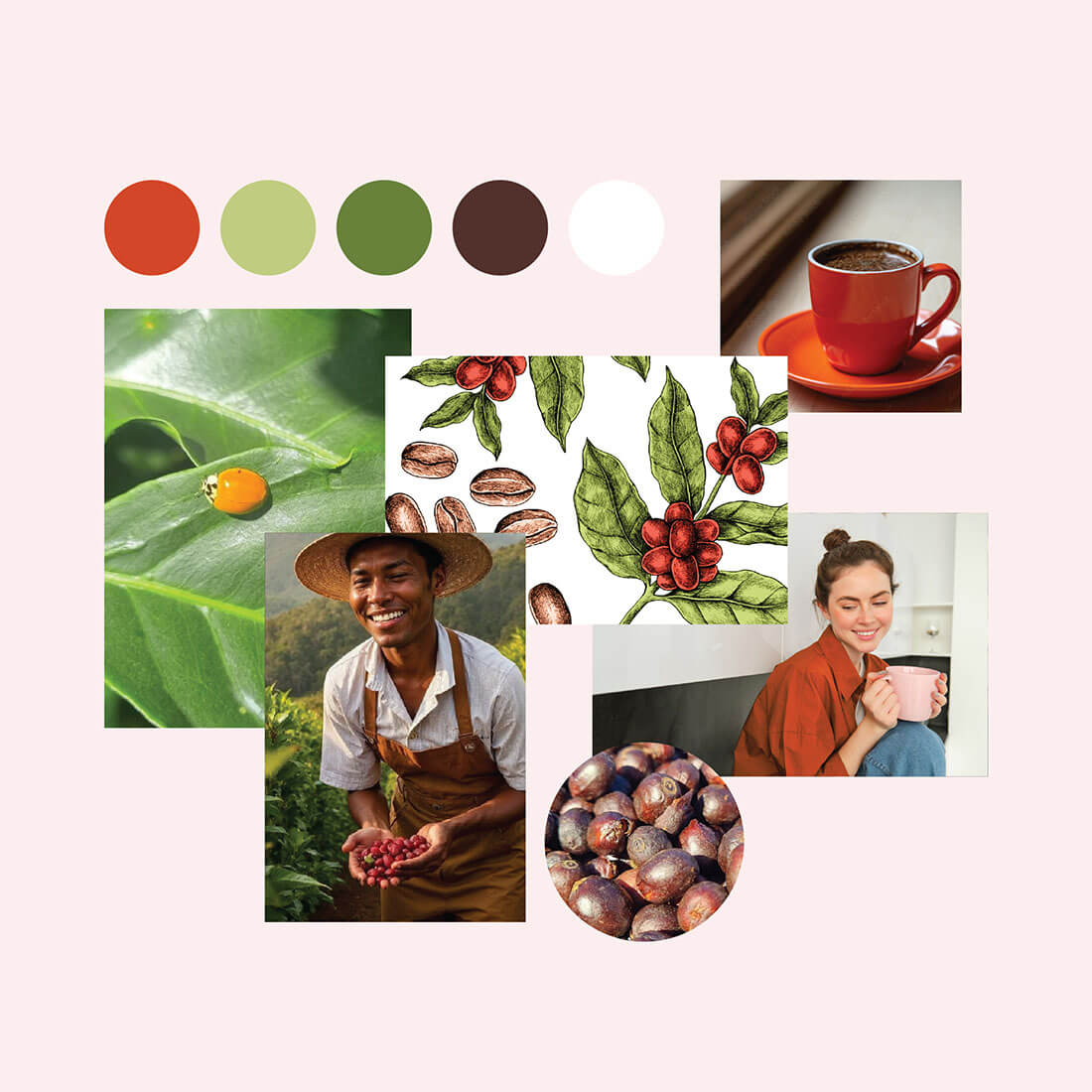 A vibrant collage composed five images about coffee, with people and illustrations of coffee plants and beans.